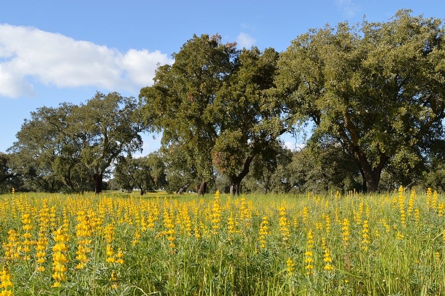 Cork oak trees and a field of yellow flowers