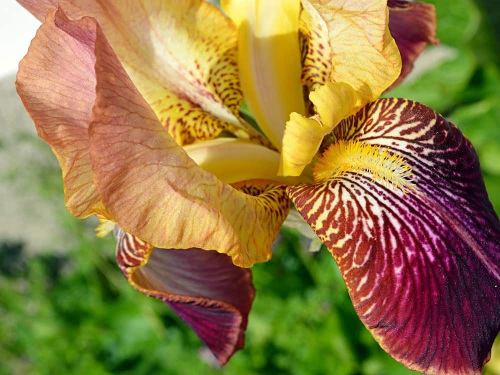 Burgundy, yellow and peach Iris close up