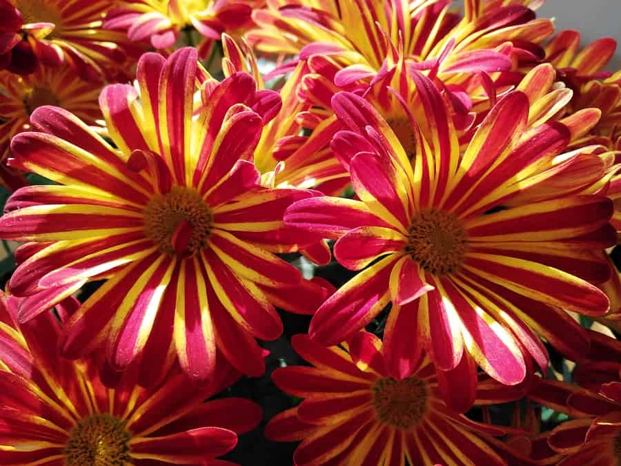 red and yellow striped chrysanthemums