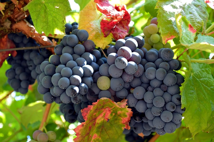 Bunches of plump, ripe grapes ready to harvest