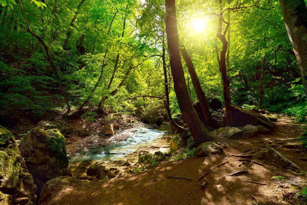 Beautiful forest and stream. Forest bathing is good for your body, mind and spirit